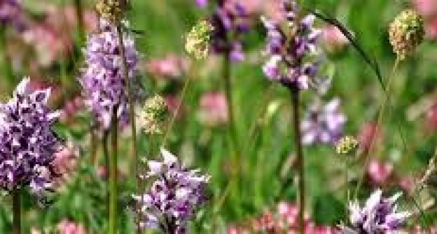 Visita La Valle delle Orchidee